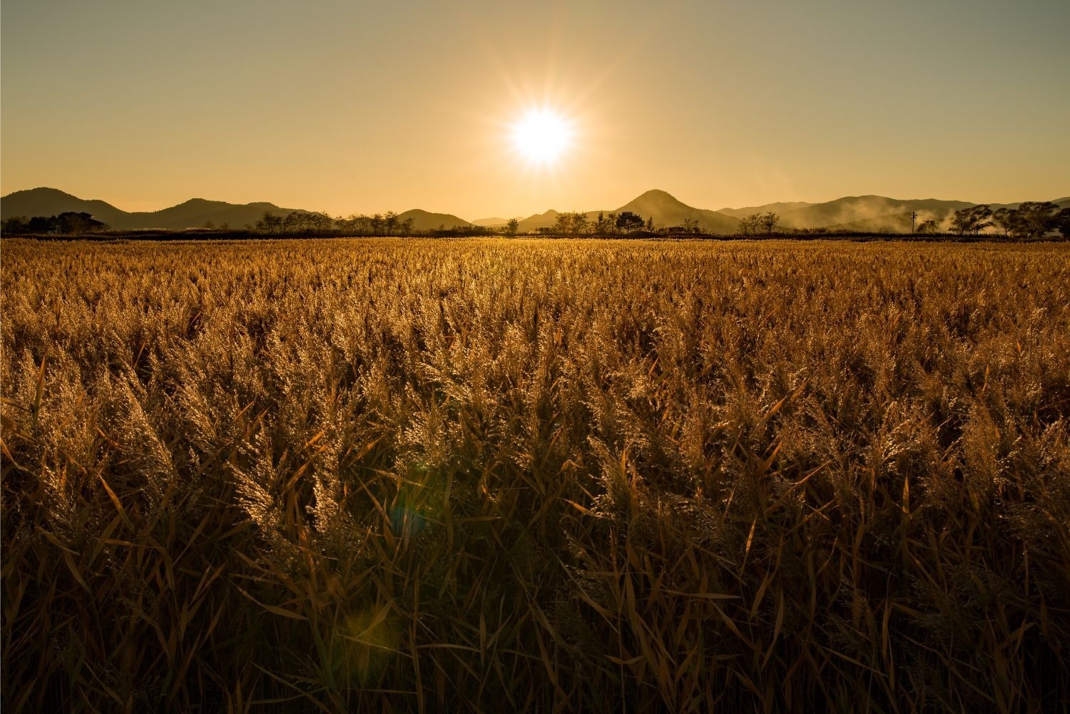 gallery/yohan-cho-1154540-unsplash